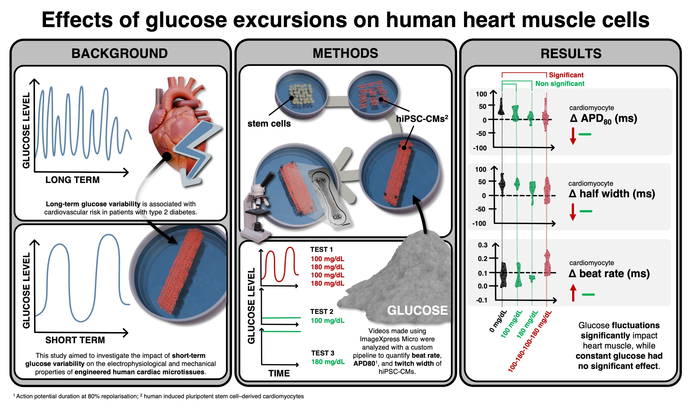 Effects of Glucose Excursions on Human Heart Muscle Cells